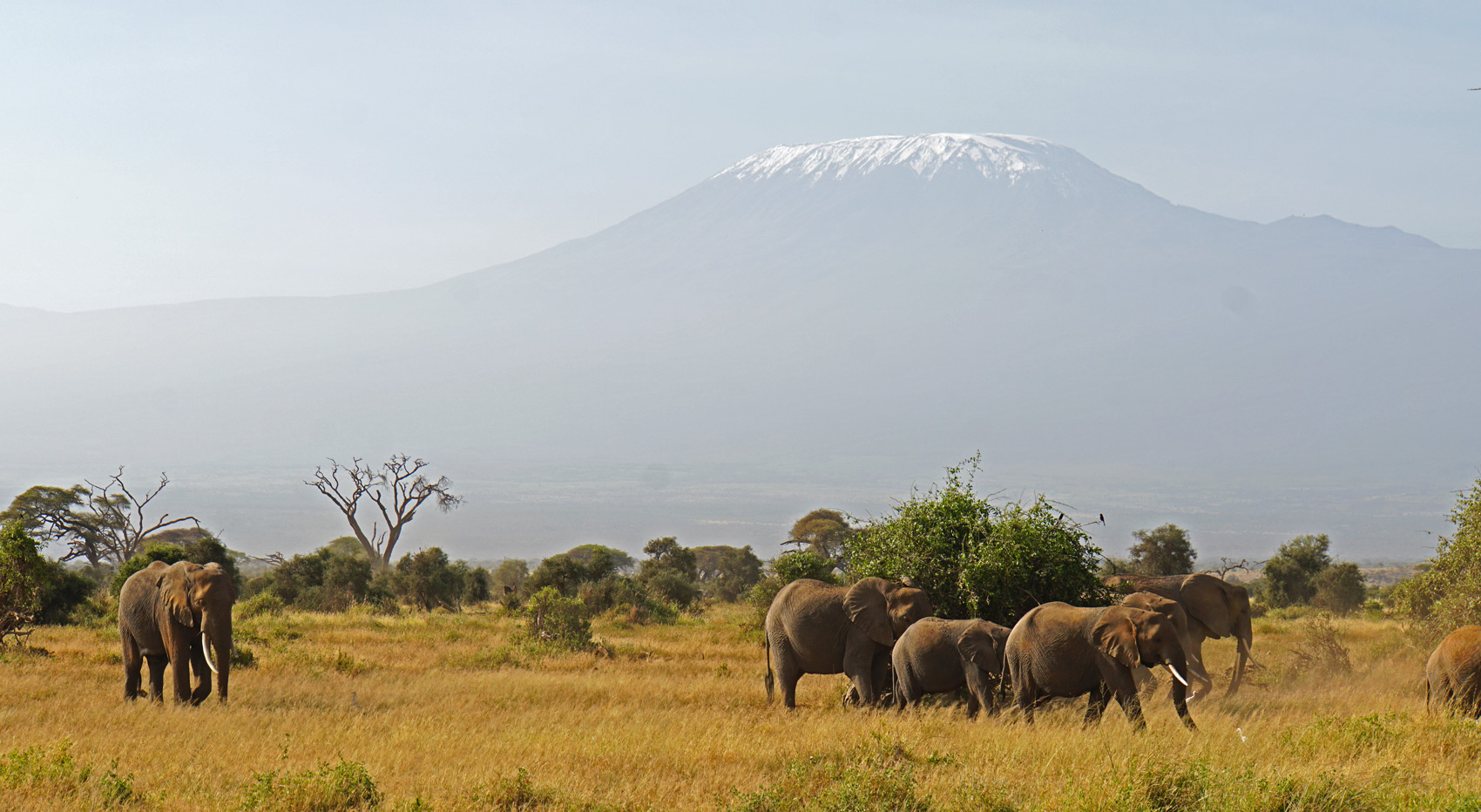 Elephants in the Amboseli National Park with Kilimanjaro in the background. 