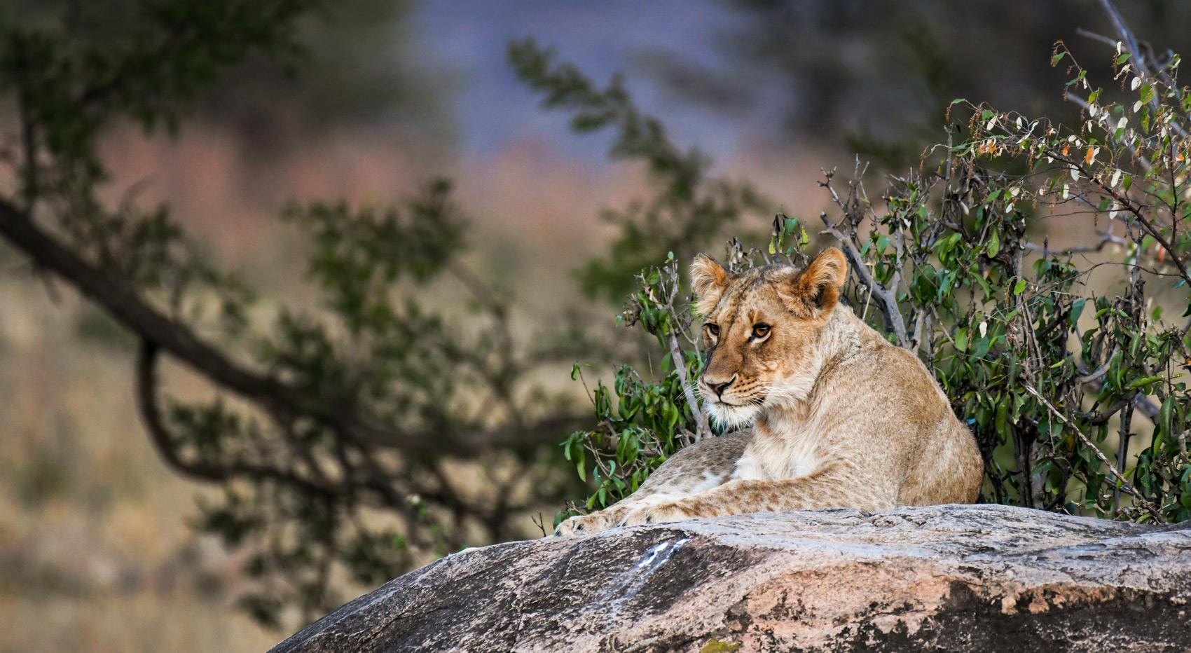 A lioness lounging on a rock. 