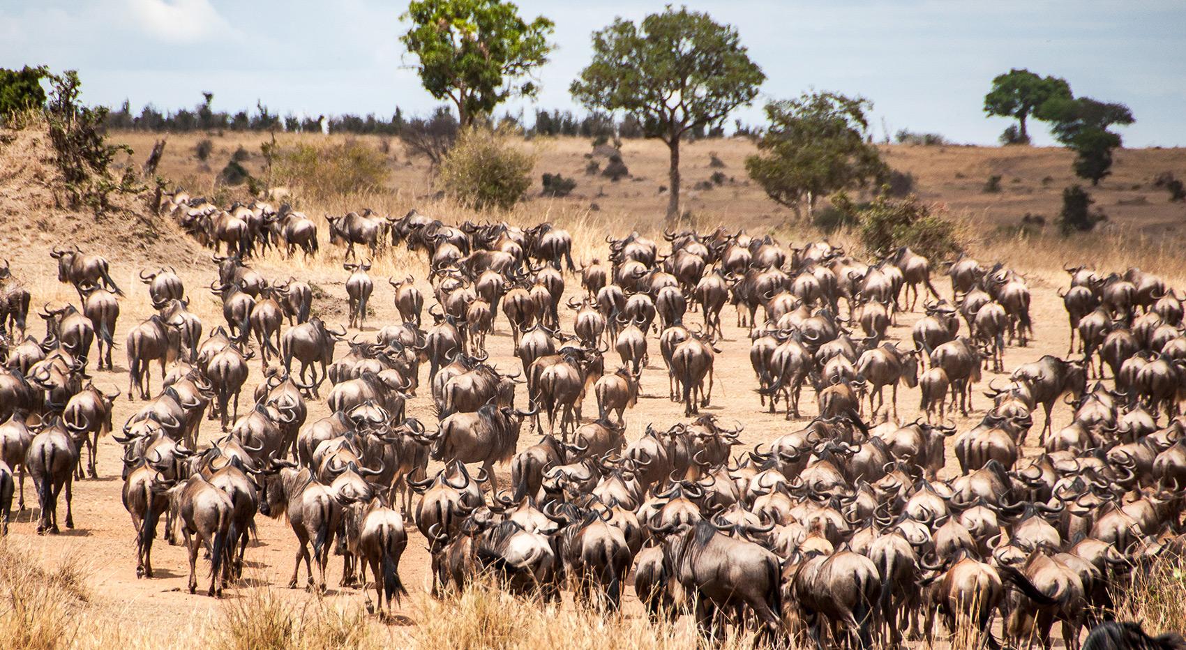 The great migration in the Serengeti National Park.