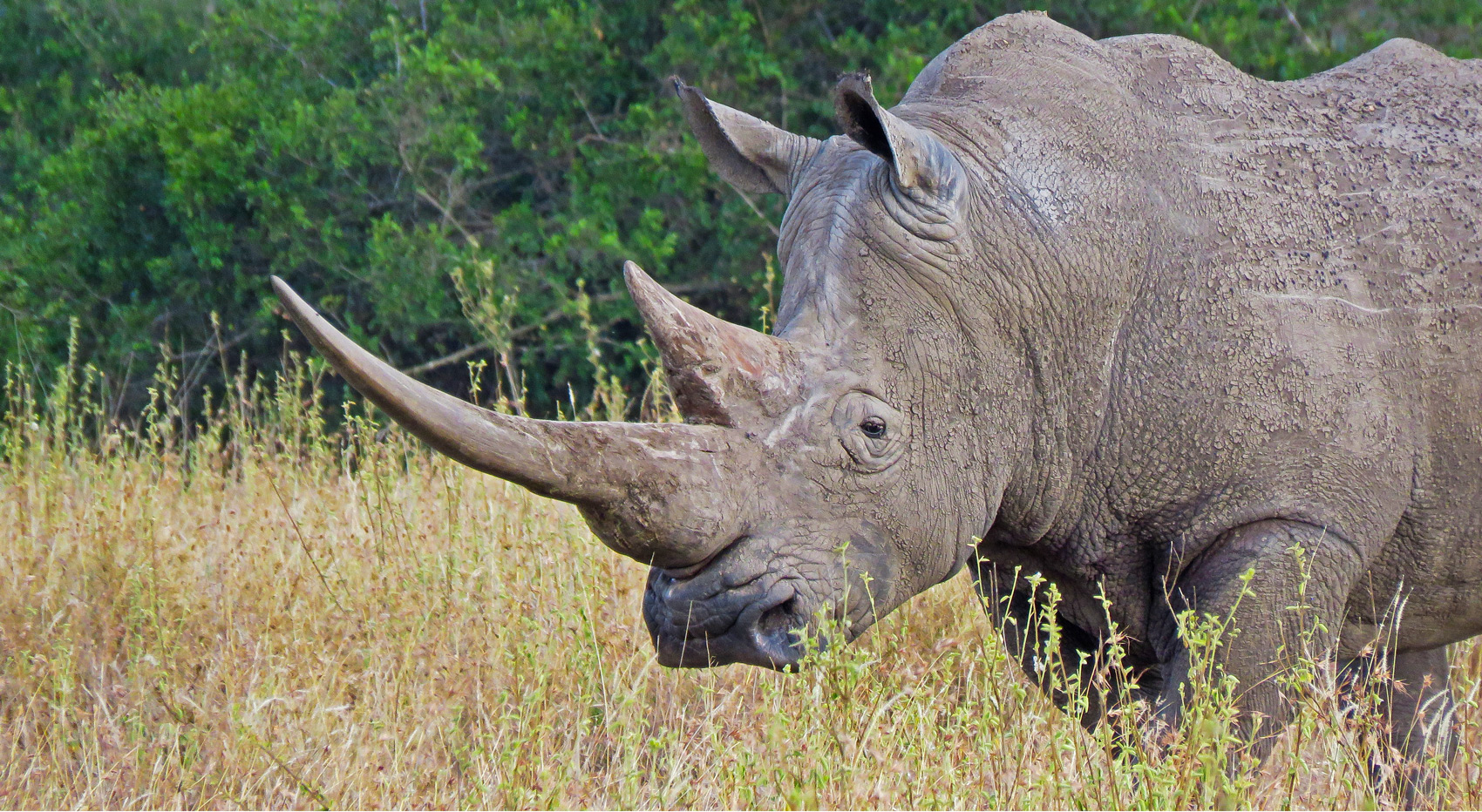 A white rhino at Ol Pejeta concervancy, a great place for a big 5 safari.