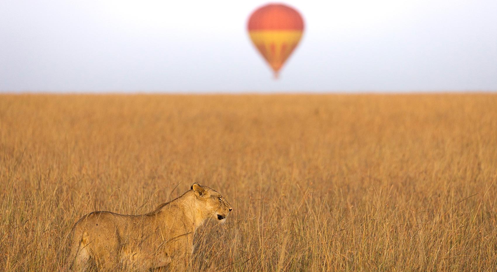 A liones in the tall grass of the Masai Mara with a hot air balloon in the background.