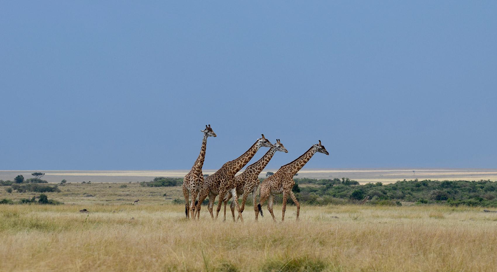 A journey of giraffes walking in the savannah, the horizon in the background.