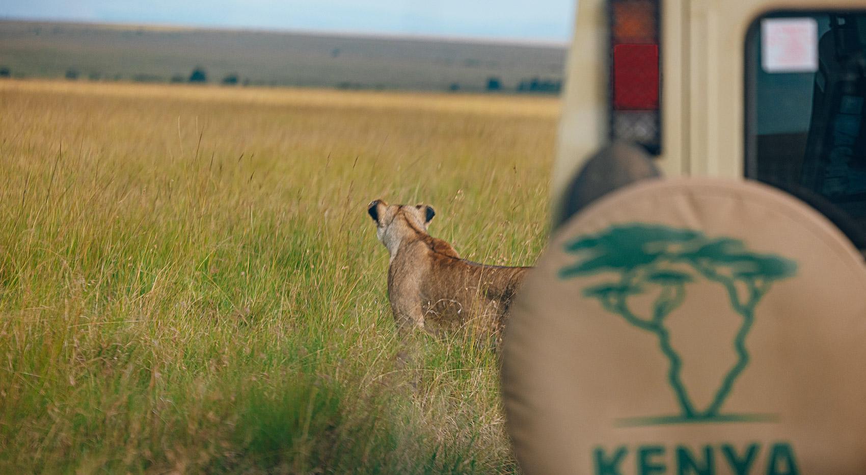 A lion in the Maasai Mara savannah next to a safari vehicle with a Kenya-Experience wheel cover.