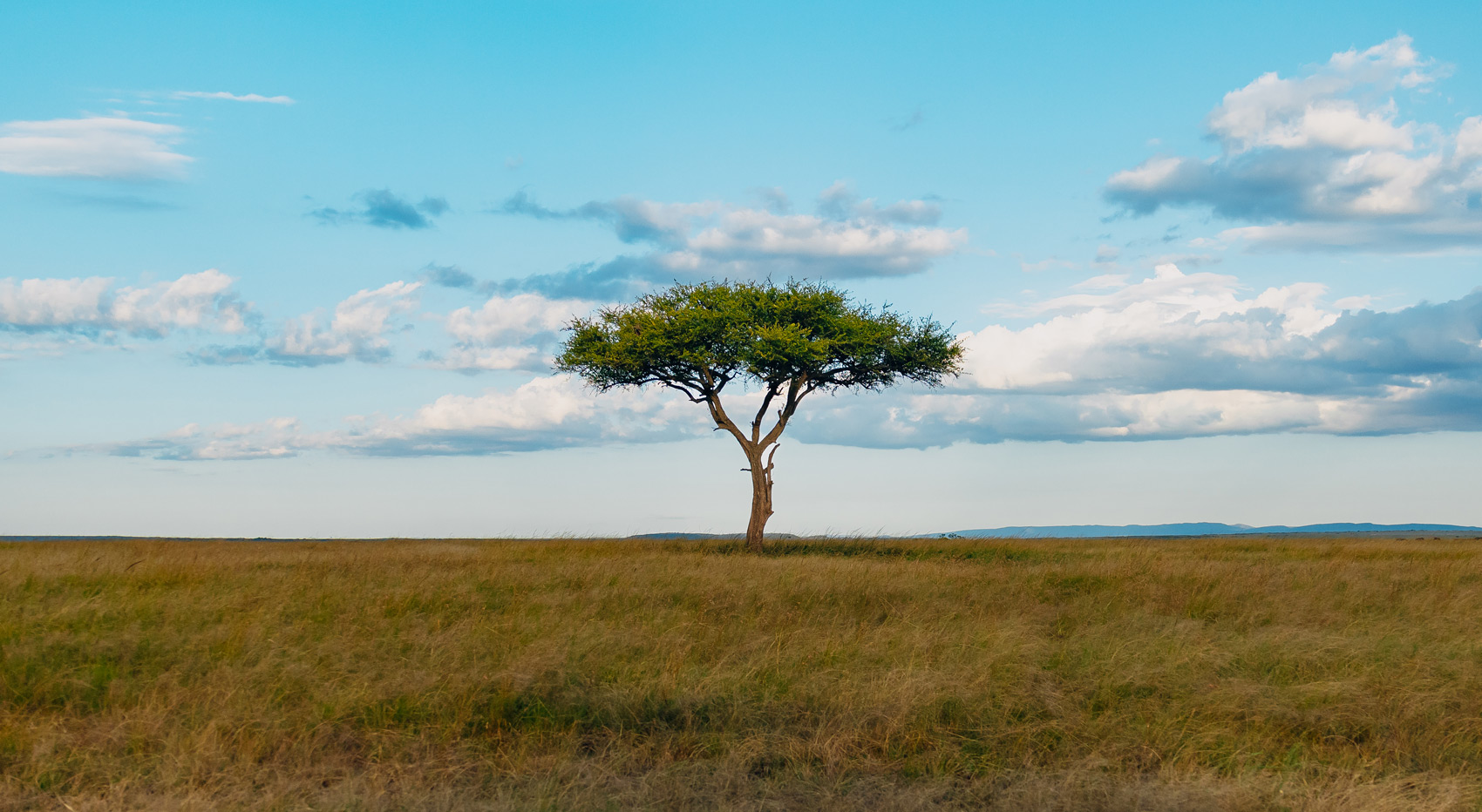 A beautiful acacia tree in the middle of the Masai Mara. When it comes to iconic scenery Kenya vs South Africa, Kenya definately has the edge.
