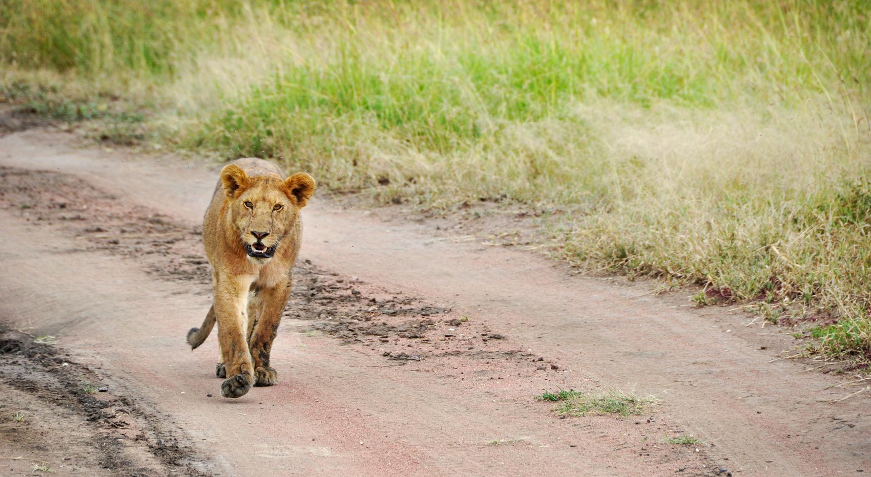 A young lion walking along a dirt road in the Masai Mara.
