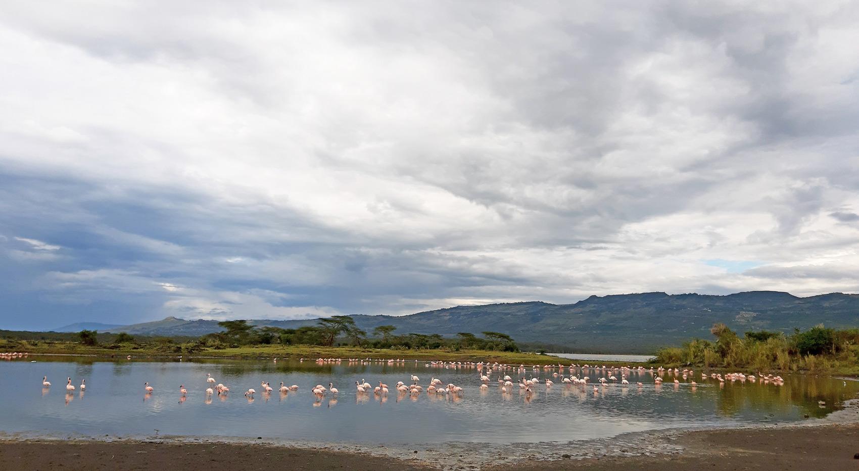 Flamingos at Lake Elemantaita.