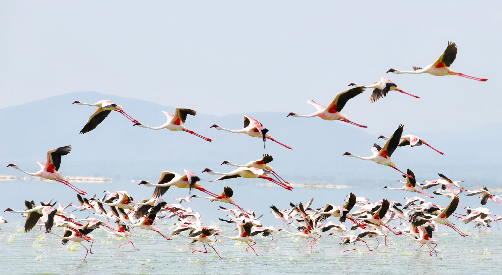 A picture of greater flamingos in Lake Nakuru National Park, taking off from the lake.