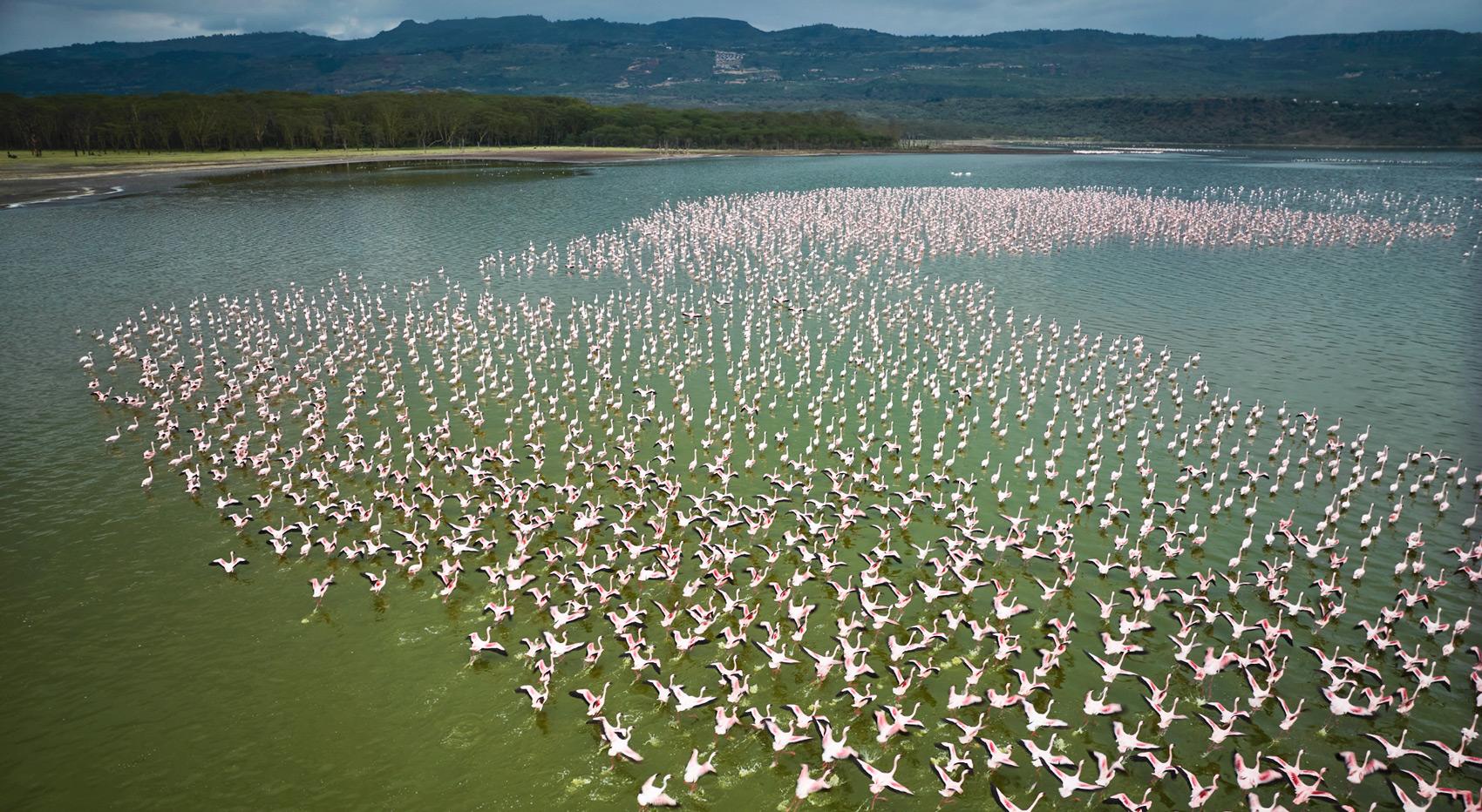 A large number of flamingos at Lake Nakuru