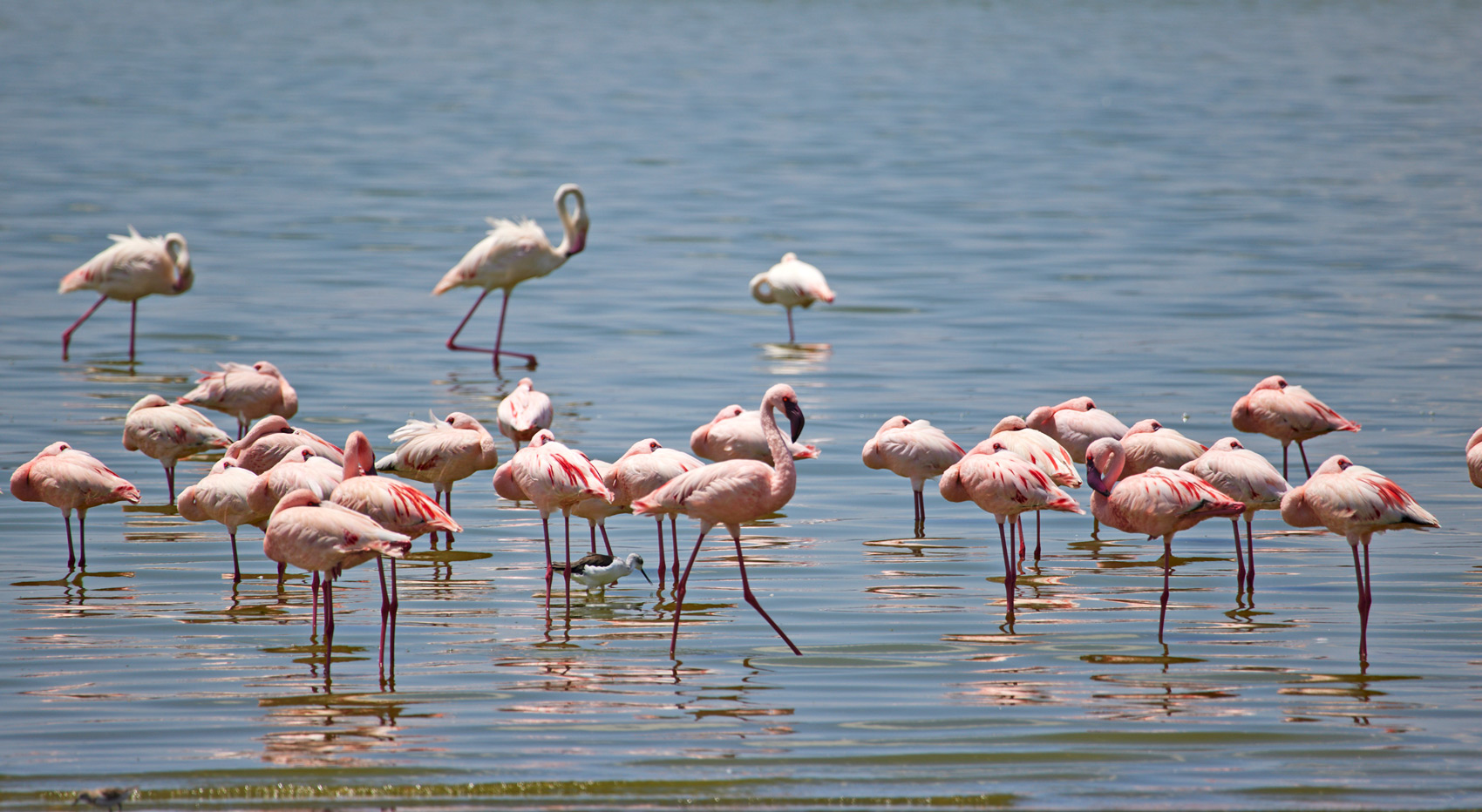 Lesser Flamingo at Lake Nakuru.