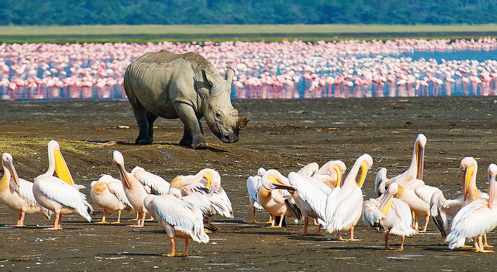 A picture of the shore of Lake Nakuru, with flamingos, pelikans and a rhino