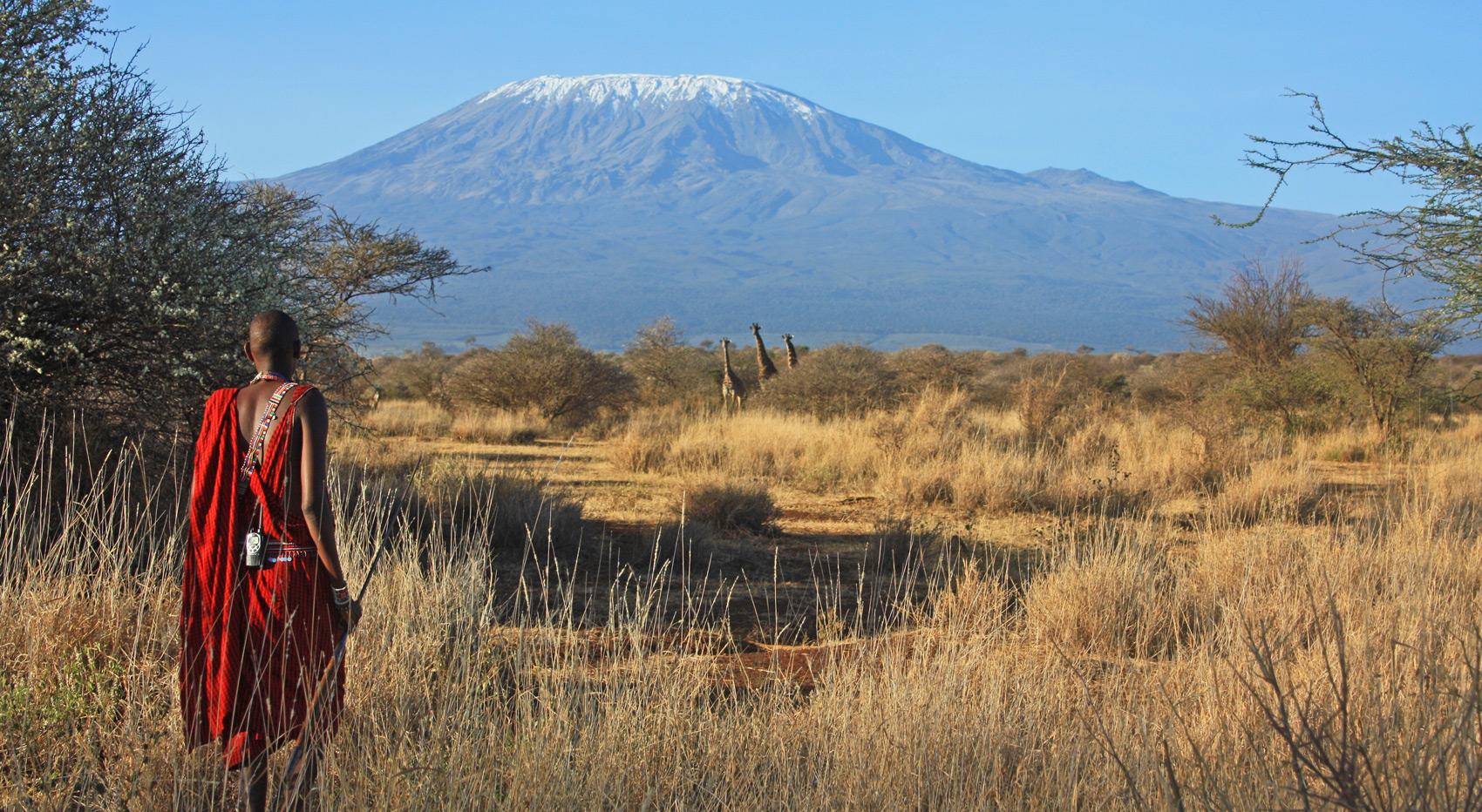 A Masai looking at Mt Kilimanjaro and giraffe in Amboseli National Park. A Masai looking at Mt Kilimanjaro and giraffe in Amboseli National Park.
