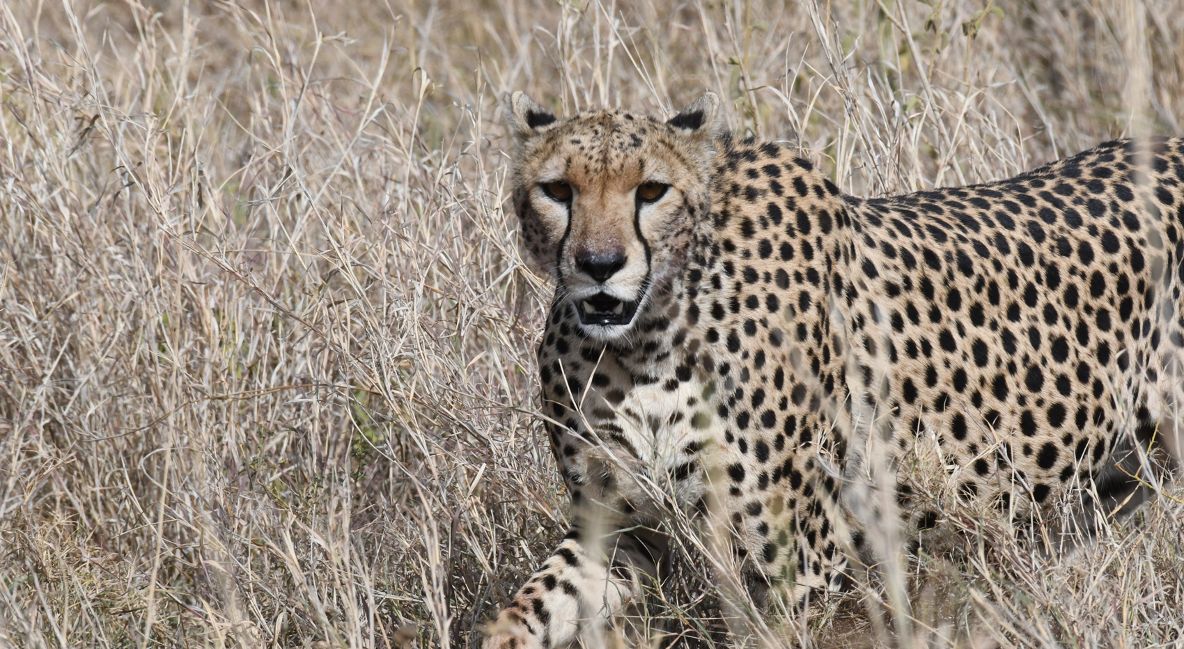 A cheetah in tall grass in Kenya. A cheetah in tall grass in Kenya.
