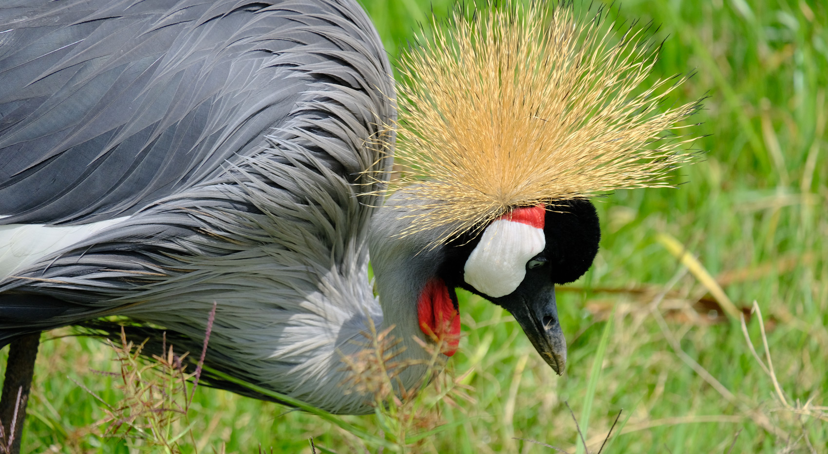 The grey crowned crane, a spectacular sight on safari in Kenya. The grey crowned crane, a spectacular sight on safari in Kenya.
