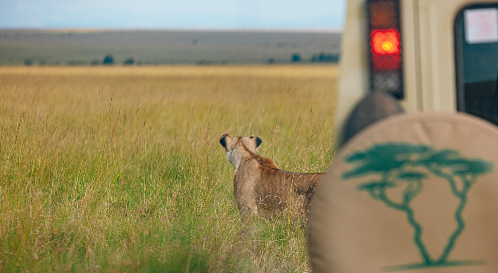 A lioness standing in front of a game drive vehicle in the Masai Mara. A lioness standing in front of a game drive vehicle in the Masai Mara.