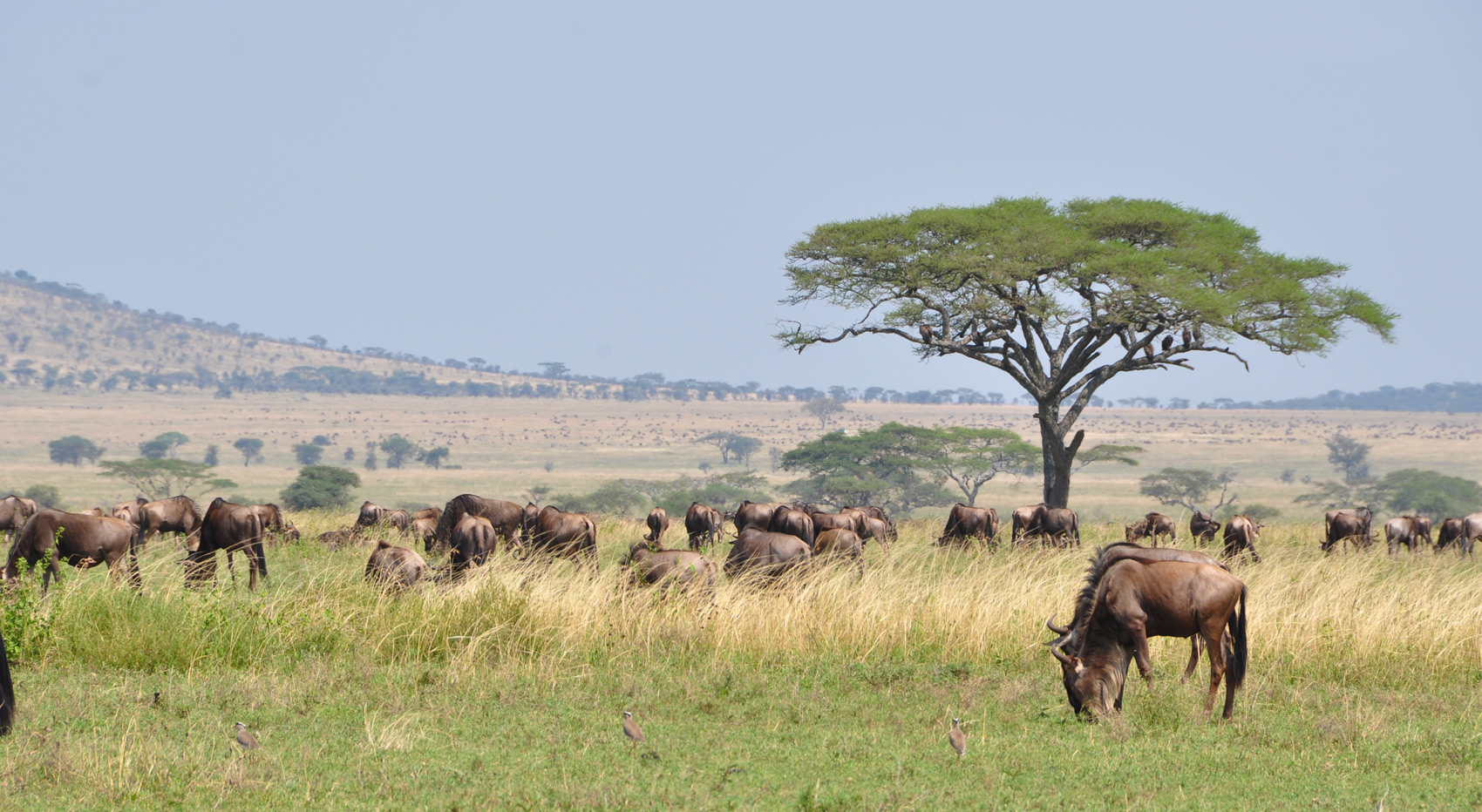 Wildebeest in the Serengeti during the great migration. Wildebeest in the Serengeti during the great migration.