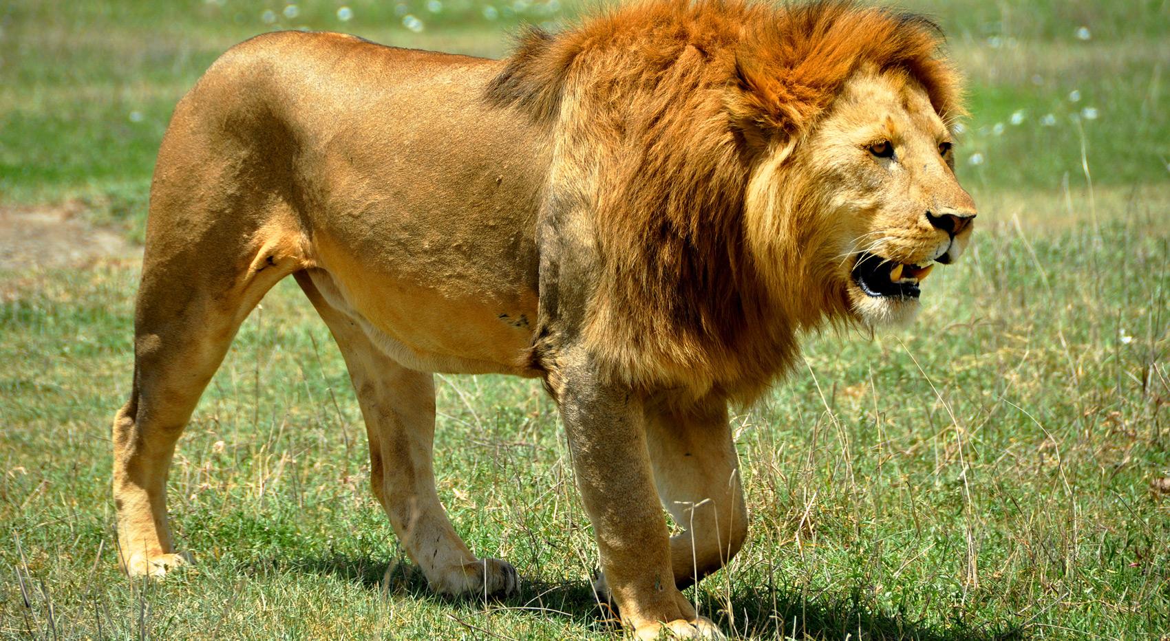A male lion in the Masai Mara. A male lion in the Masai Mara.