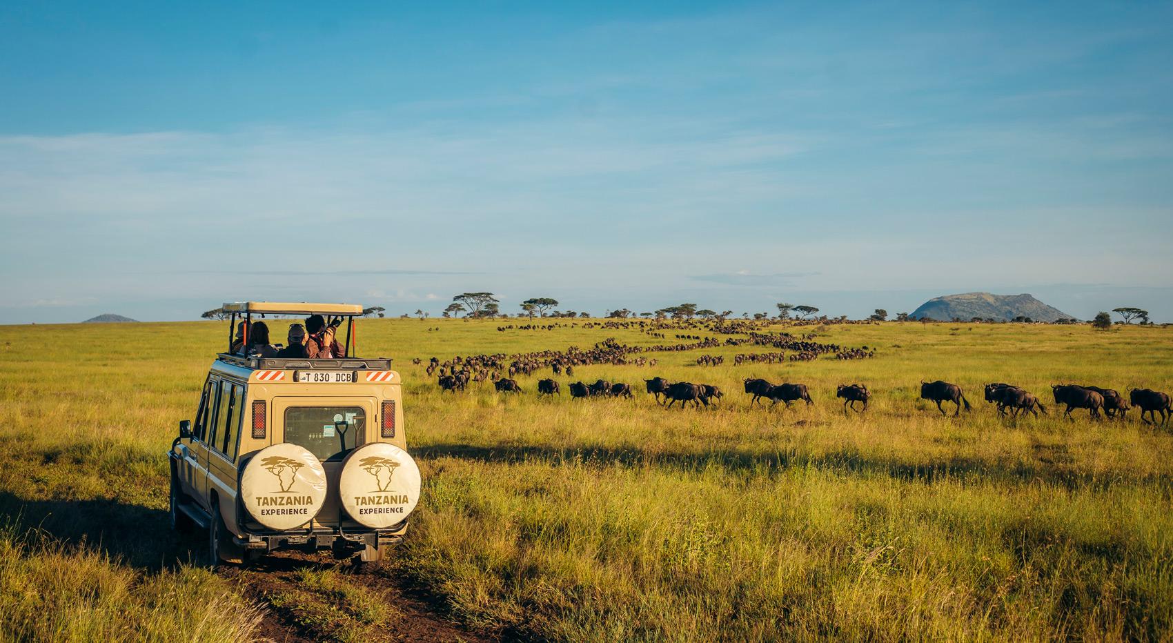 A Tanzania-Experience vehicle in the Serengeti with the migration in the background. A Tanzania-Experience vehicle in the Serengeti with the migration in the background.