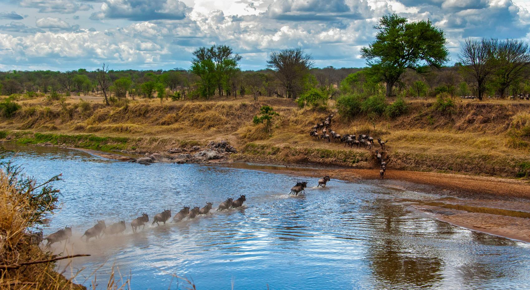 Wildebeest crossing the Mara River.