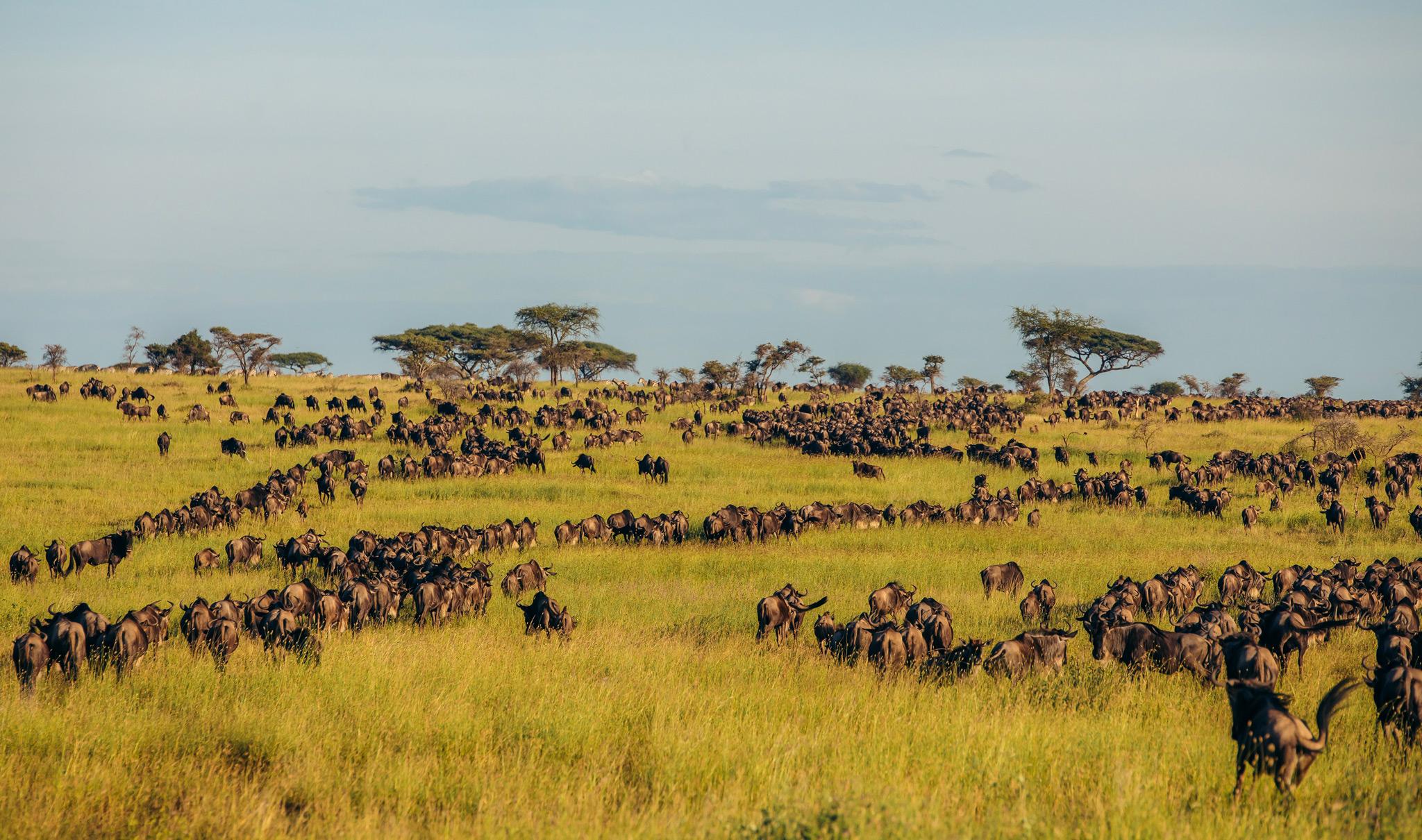 The Great Migration on the open plains.
