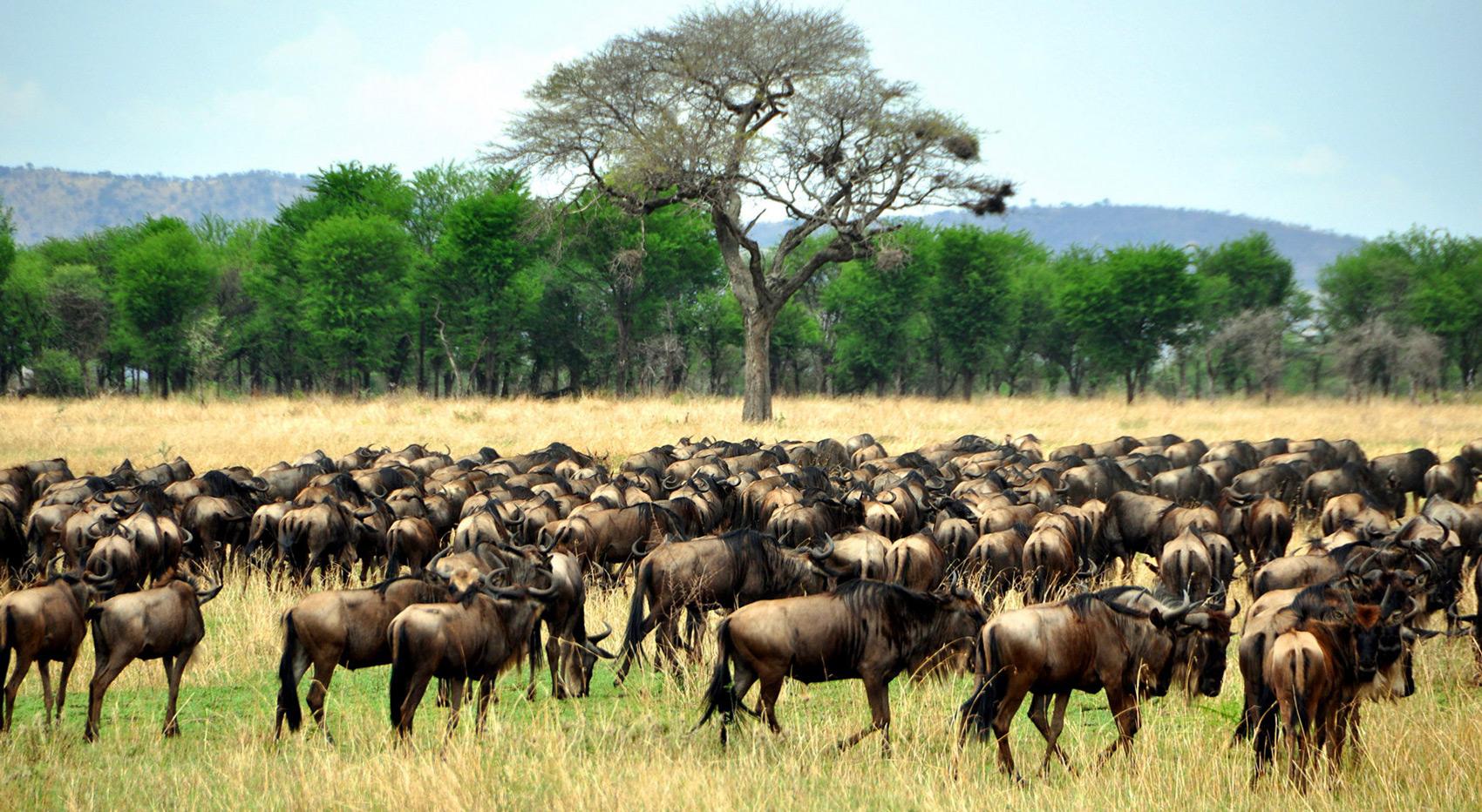 A wildebeest hear in the Masai Mara. A wildebeest hear in the Masai Mara.