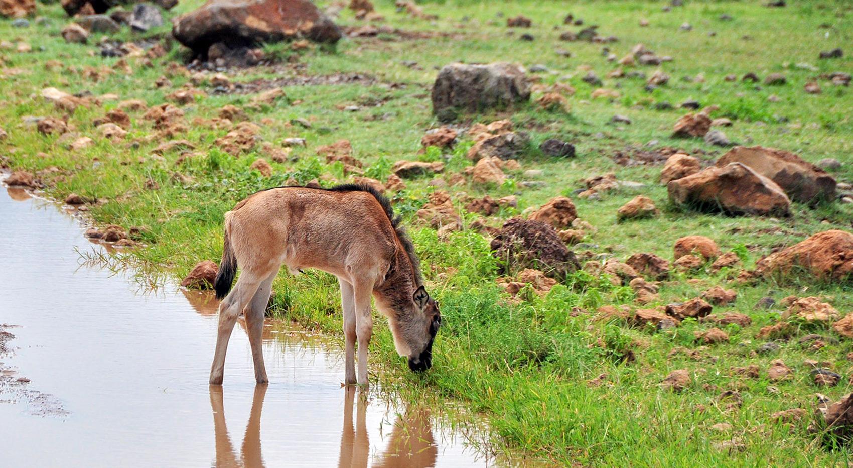 A wildebeest calf standing in water, enjoying fresh grass. A wildebeest calf standing in water, enjoying fresh grass.