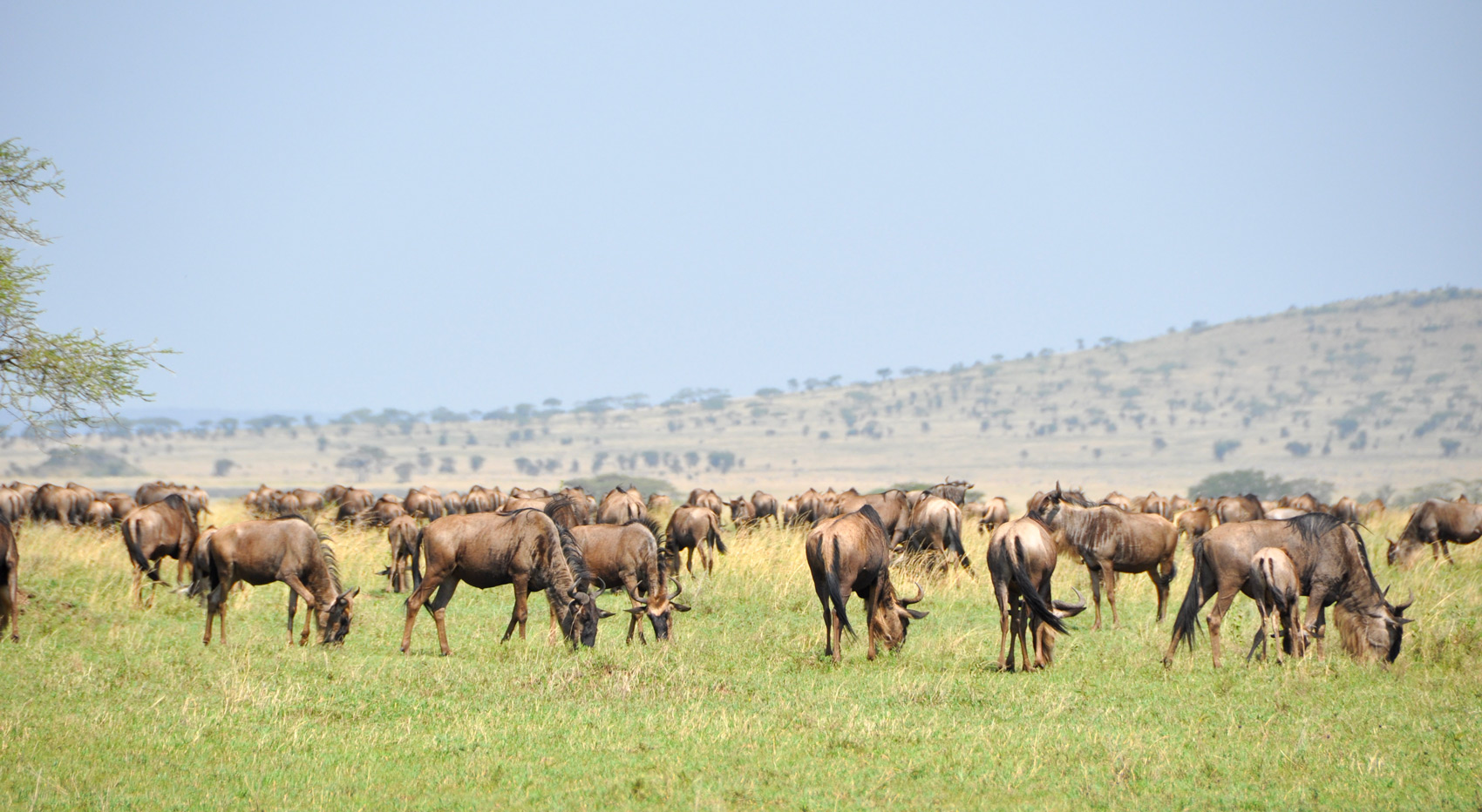 Wildebeest during the Great Migration in the Masai Mara. Wildebeest during the Great Migration in the Masai Mara.