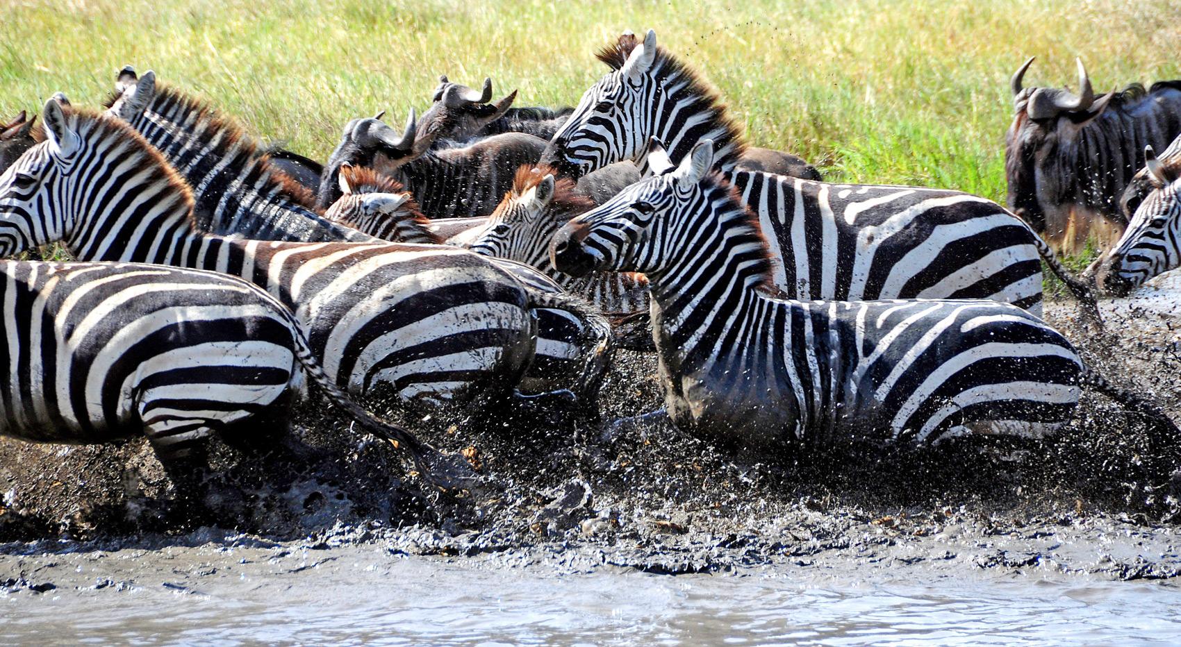 Zebras in muddy water. Zebras in muddy water.