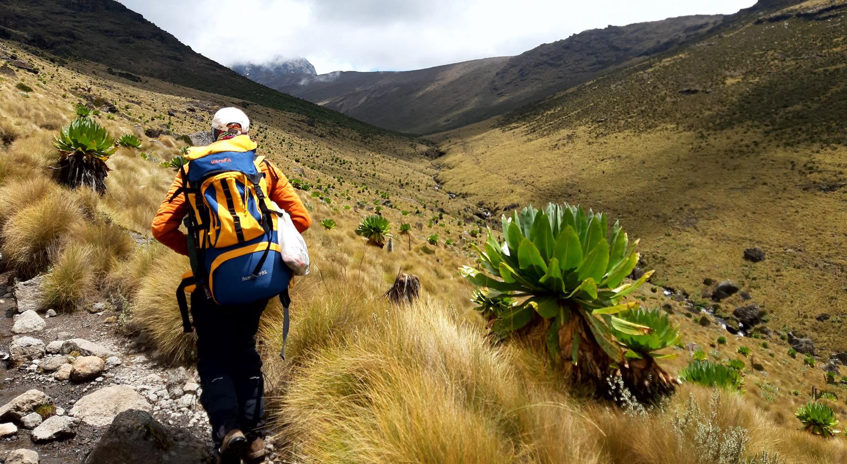 A hiker trekking up Mt Kenya peaks. 