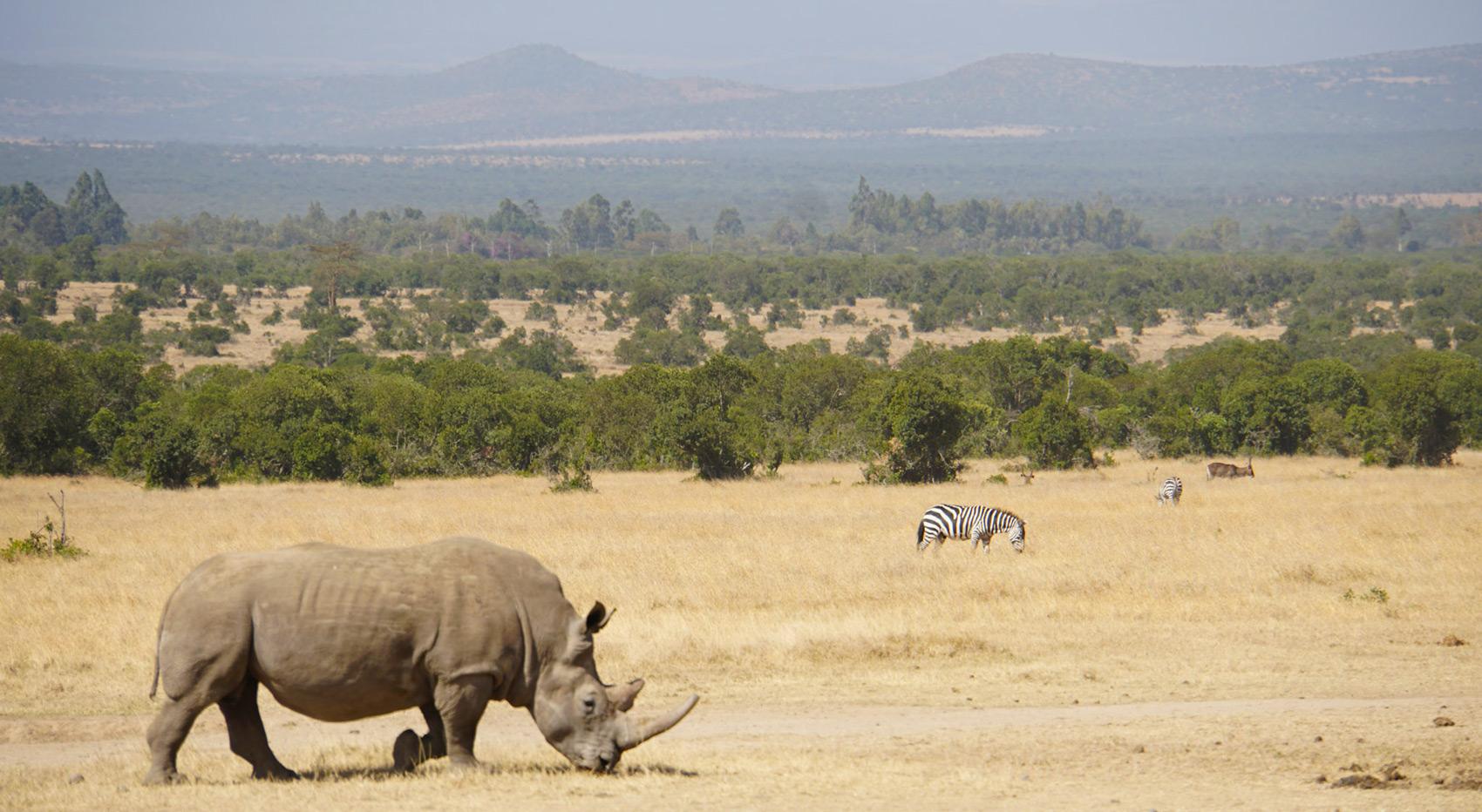 A rhino grazing in Ol Pejeta Conservancy with a zebra in the background. A rhino grazing in Ol Pejeta Conservancy with a zebra in the background.