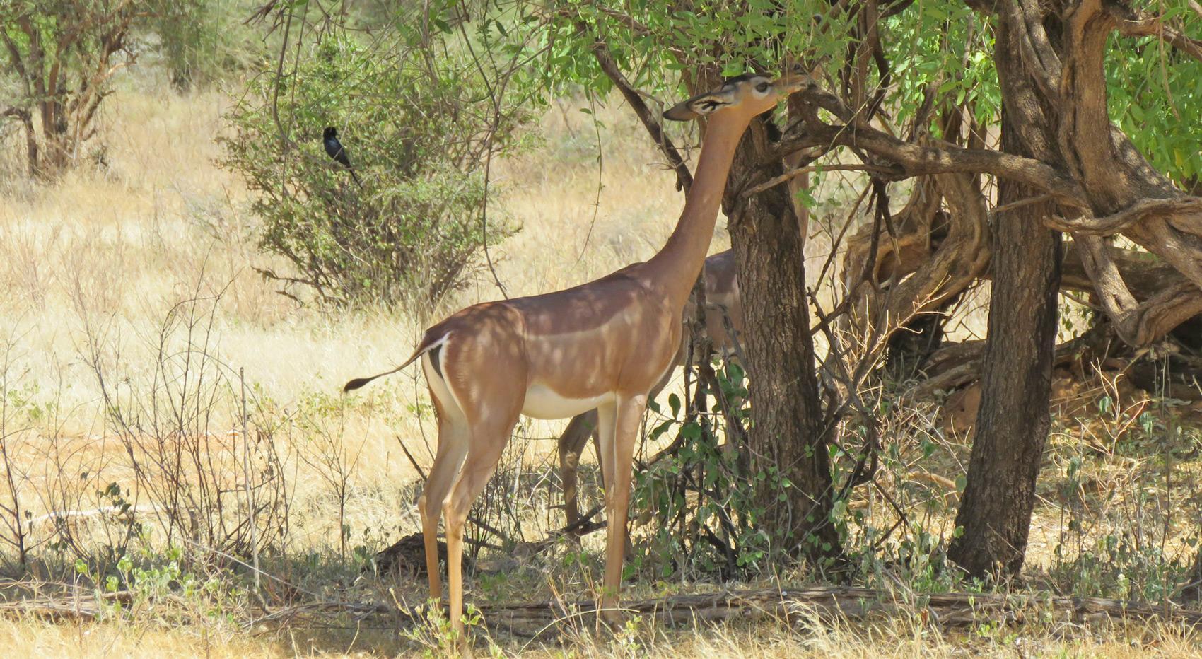 A gerenuk browsing for leaves in Samburu, Kenya. A gerenuk browsing for leaves in Samburu, Kenya.