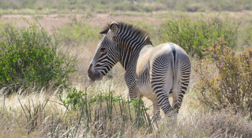 A Grevy's zebra grazing in Samburu, Kenya. A Grevy's zebra grazing in Samburu, Kenya.