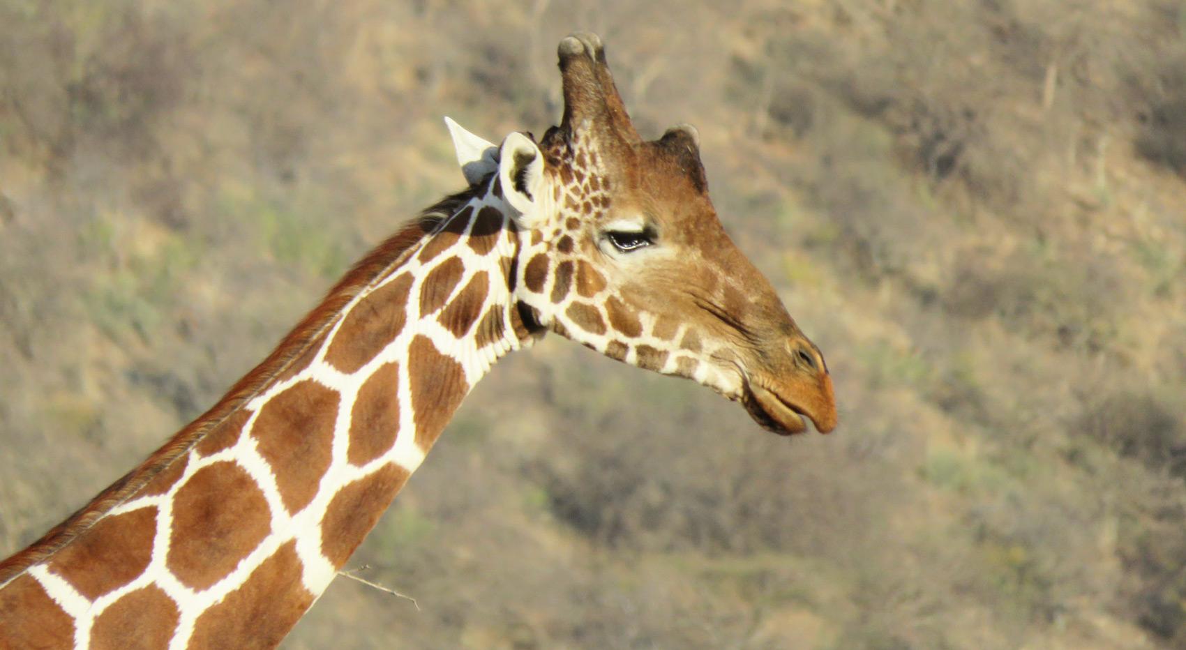 A reticulated giraffe in Samburu, Kenya. A reticulated giraffe in Samburu, Kenya.
