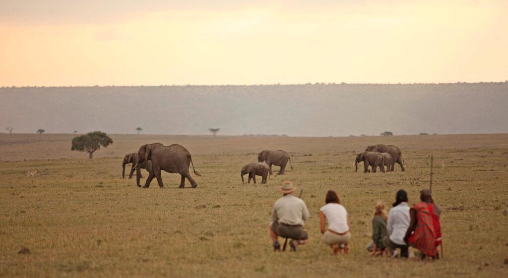 A picture taken by Elephant Pepper Camp of guests on a walking safari with a Masai and a guide. A picture taken by Elephant Pepper Camp of guests on a walking safari with a Masai and a guide.