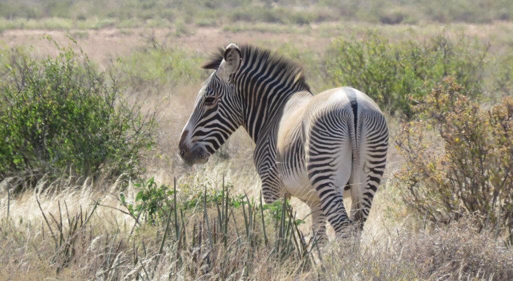 A Grevy's Zebra, part of the Samburu special 5.