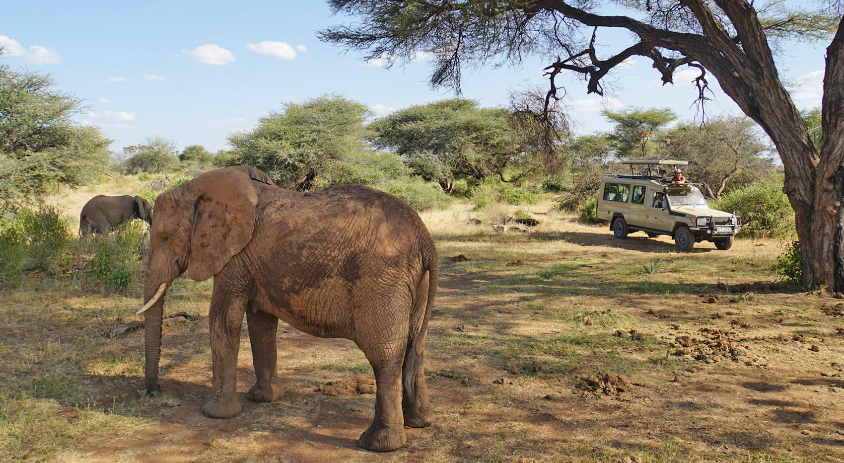 A vehicle with guests observing young elephants. A vehicle with guests observing young elephants.