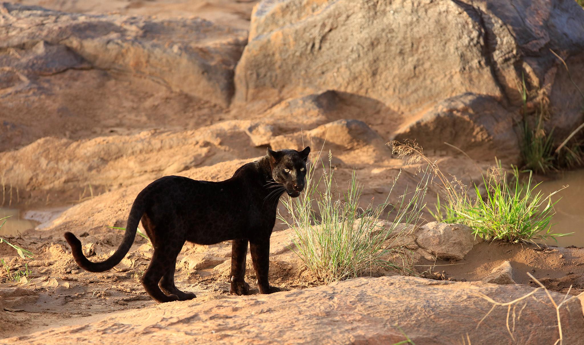 The black leopard giza in laikipia