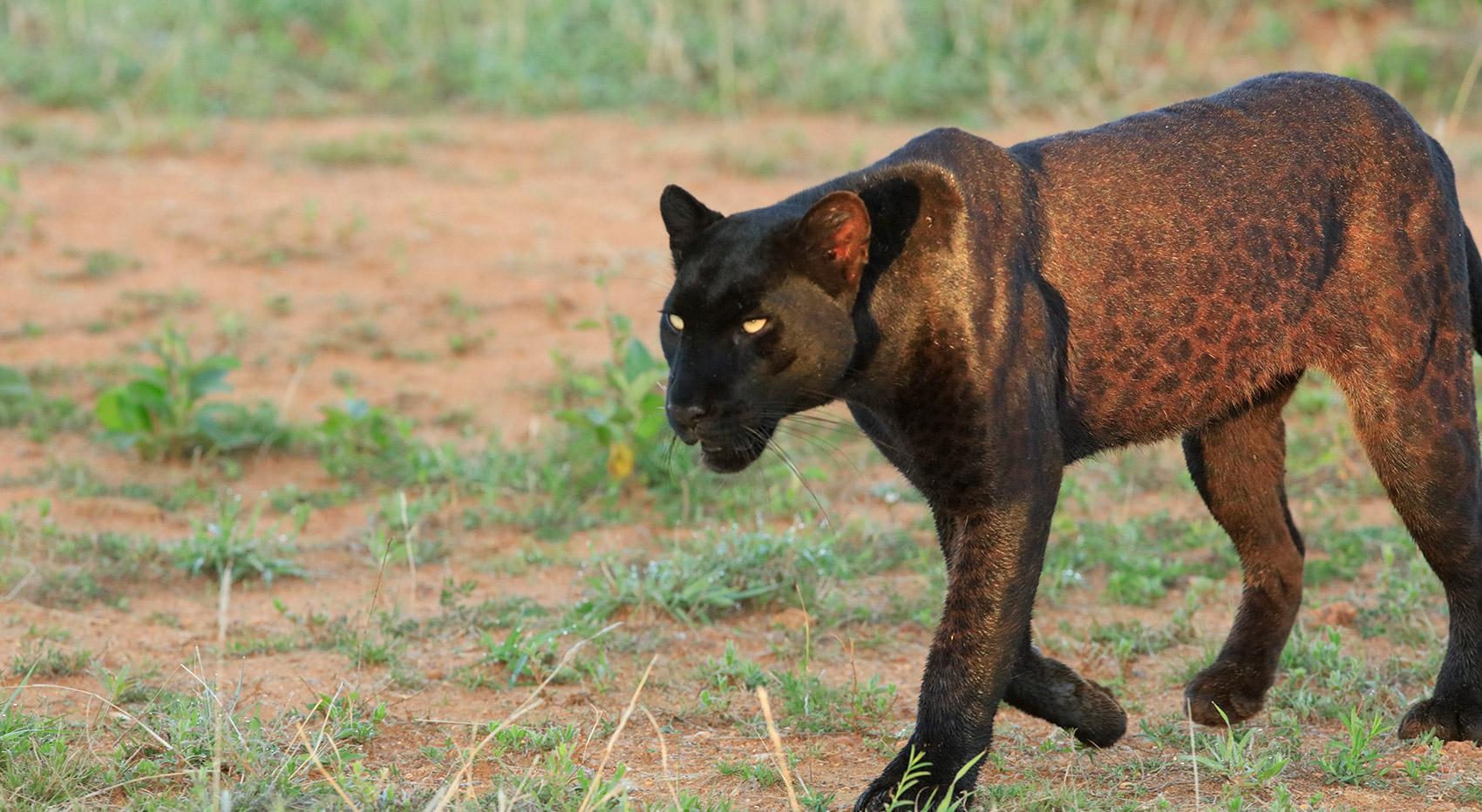 A black leopard walking photographed by Likipia Wilderness. A black leopard walking photographed by Likipia Wilderness.