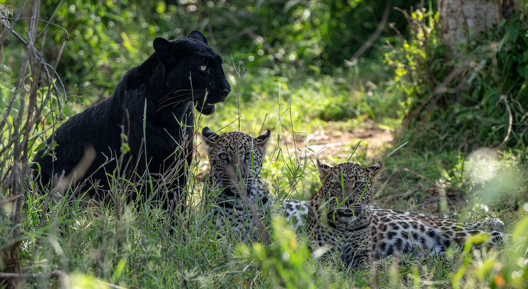 The black leopard Giza from Likipia with her two cubs. The black leopard Giza from Likipia with her two cubs.