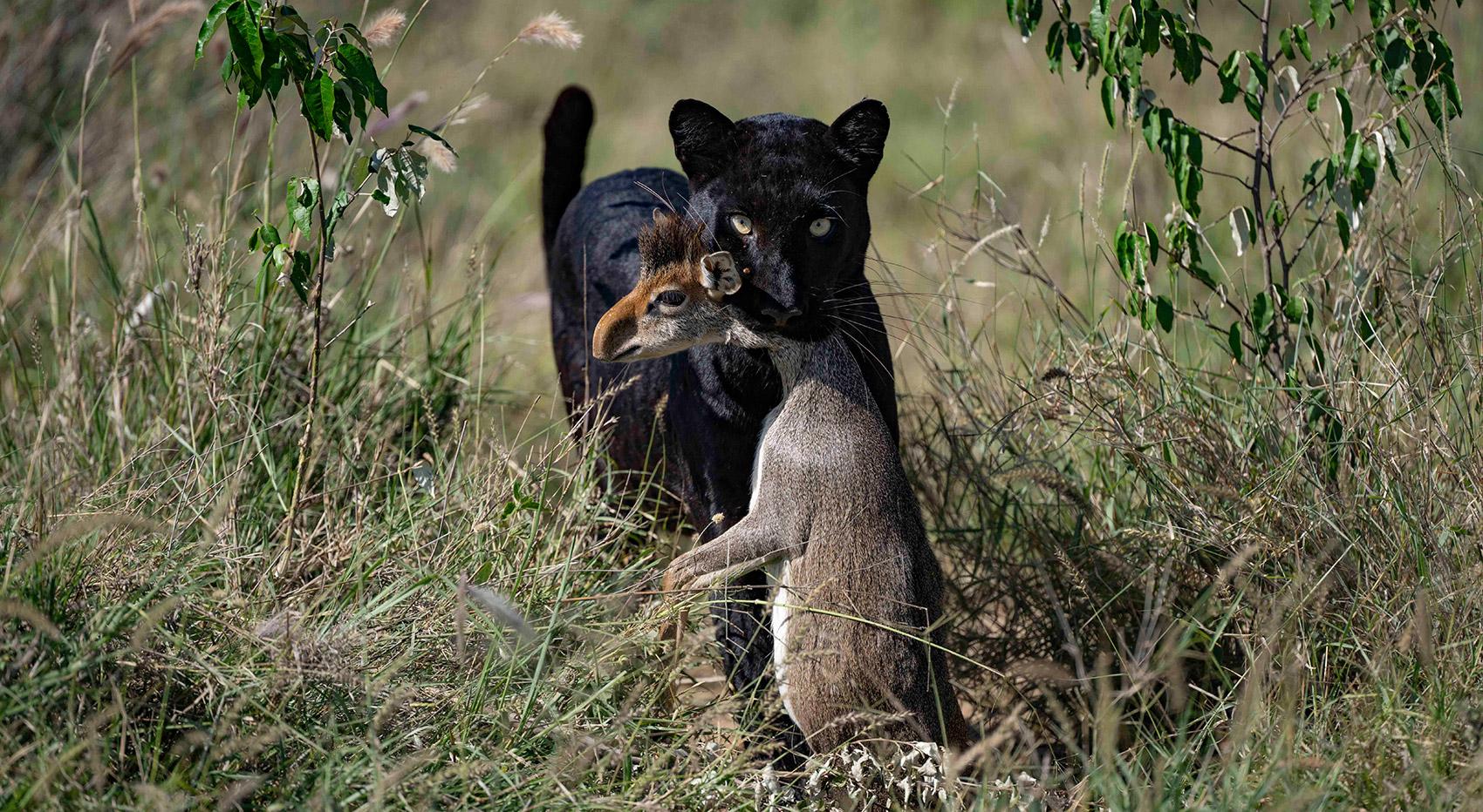 A black leopard who has killed a dikdik in Likipia. A black leopard who has killed a dikdik in Likipia.