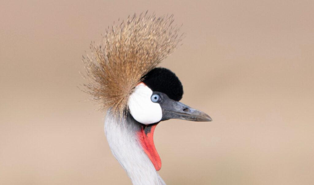 A portrait photo of a Grey Crowned Crane in Kenya