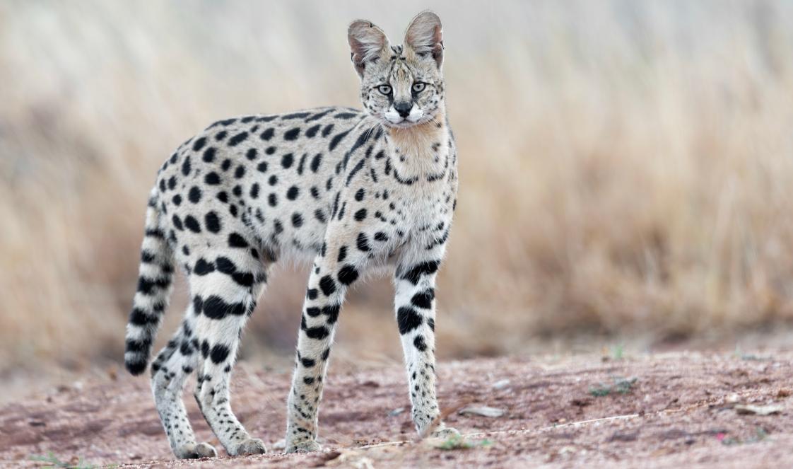 A serval cat in Kenya paused in the track, looking at the camera.