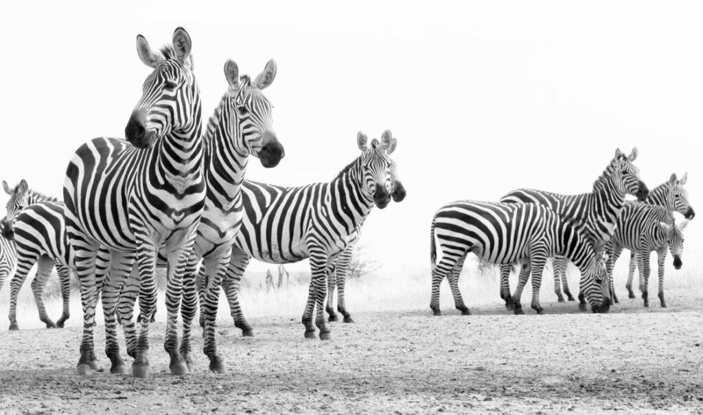 A herd of zebras watching the savannah for movement