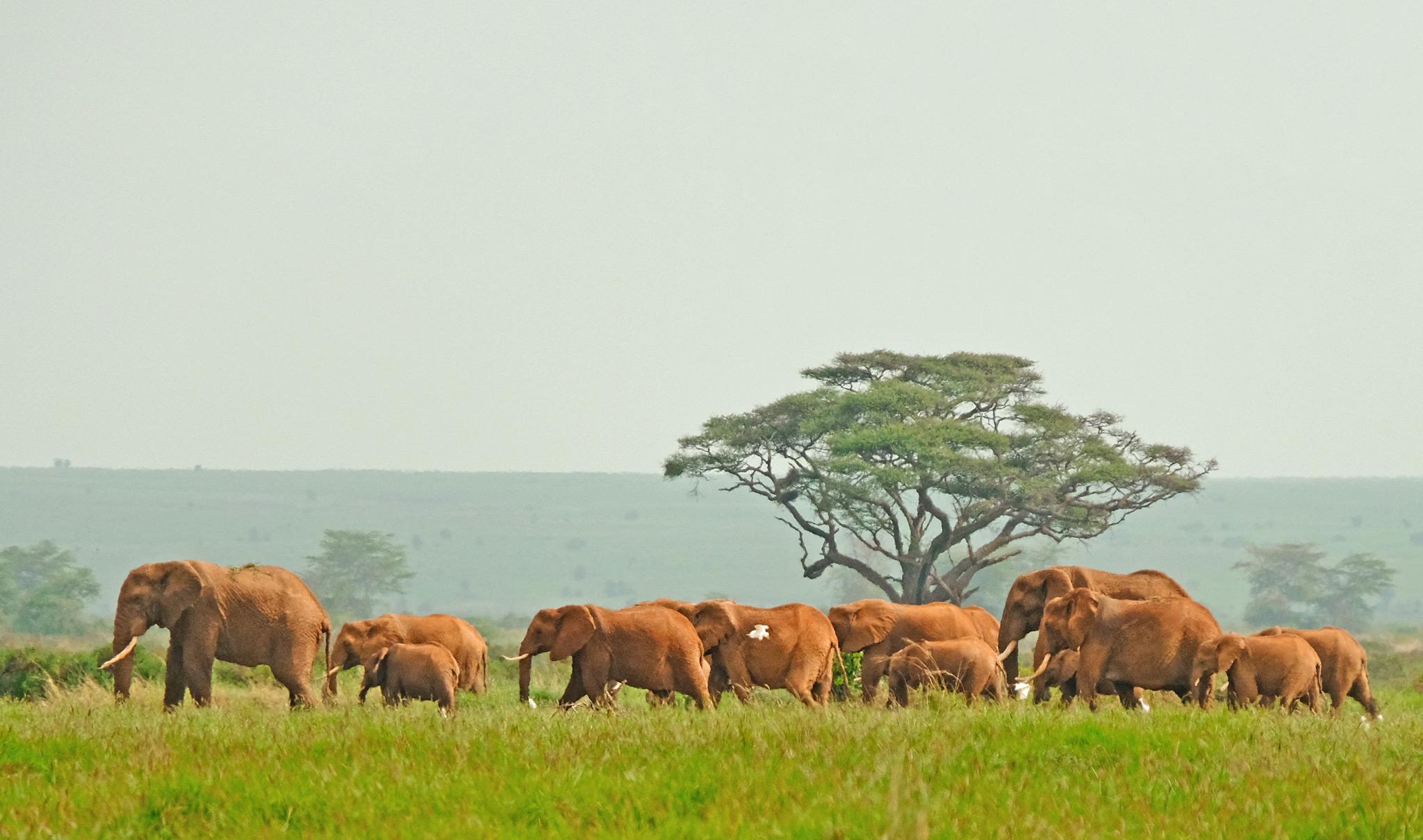 A road in Tsavo National Park leading to the horizon with trees and bushes left and right to the road.