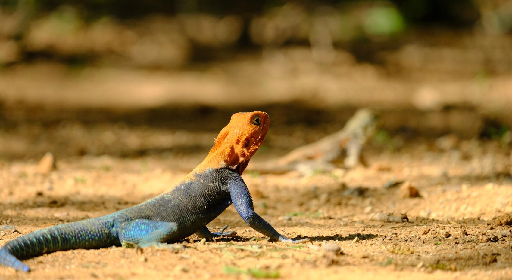 A rock agama in Tsavo, also known as spiderman agama. 
