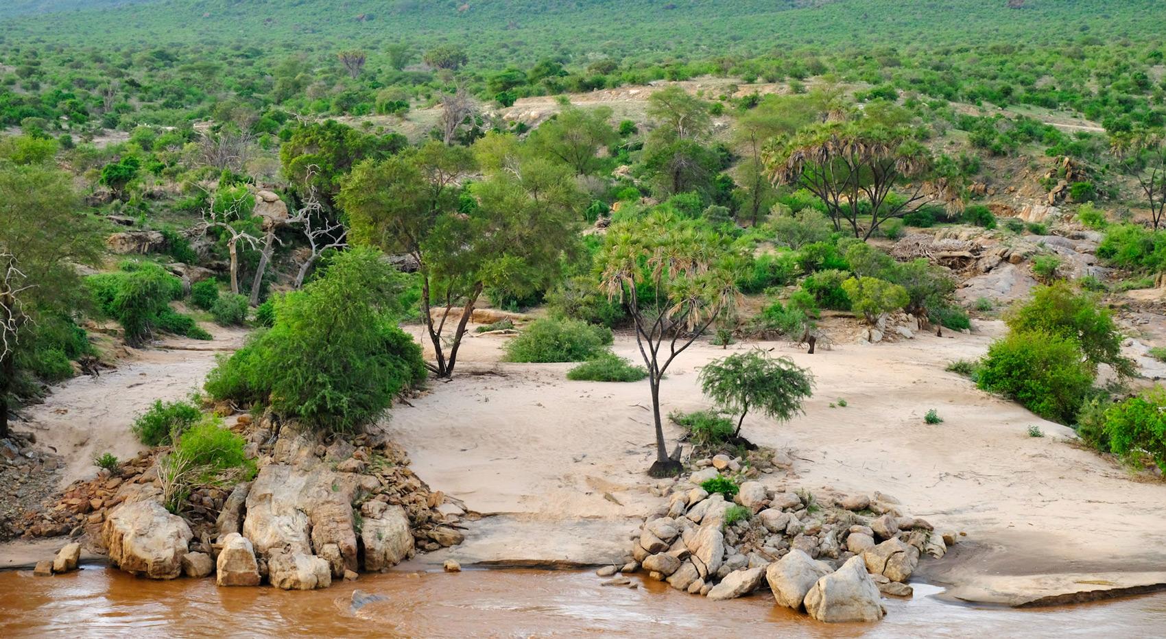 A landscape photo taken in Tsavo East National Park showing a riverbank, palms, trees and shrubs.