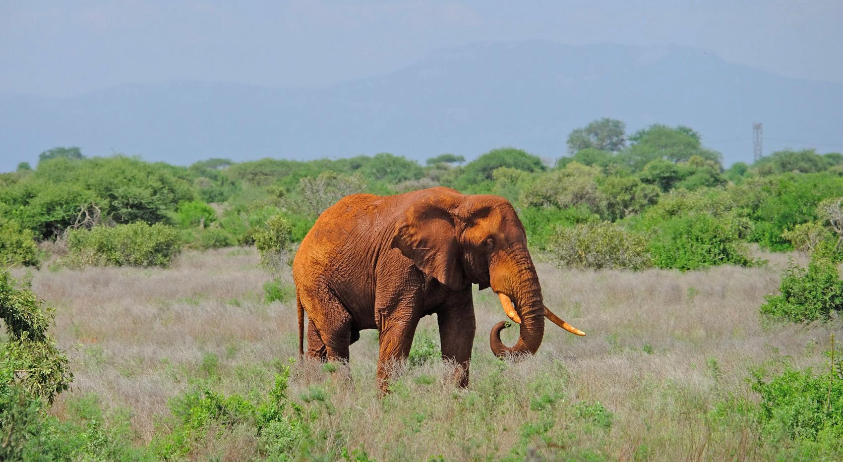 An elephant in Tsavo covered in red dust. 